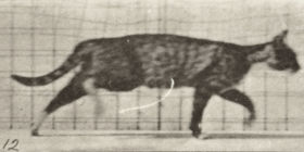 Plate 718 'Cat trotting, changing to gallop — figure reference